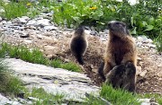 90 Mamma marmotta conn i piccoli...